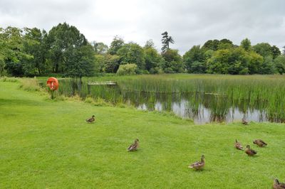 Scenic view of grassy field by lake against sky