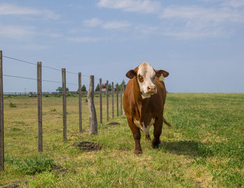 Cow in a field