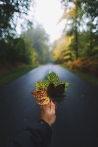 Cropped hand of person holding leaves on road during autumn