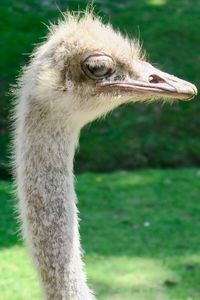 Close-up of a bird