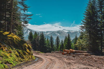 Road amidst trees in forest against sky