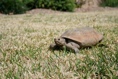 View of a turtle on grass