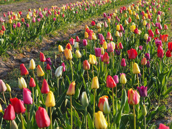 One field full of tulips