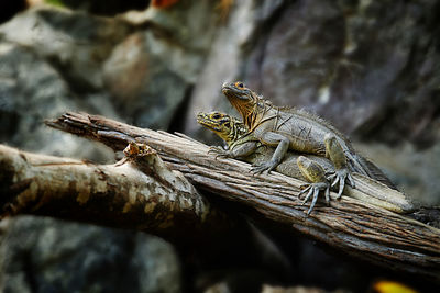 Close-up of lizards on tree