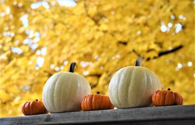 Close-up of pumpkins against sky during autumn