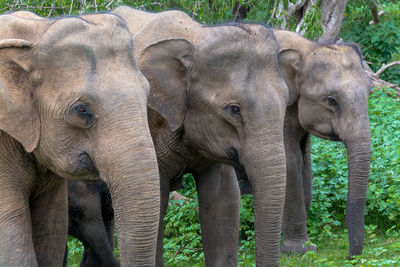 Close-up of elephants at yala national park