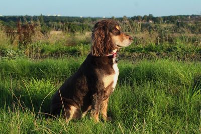 Dog standing on grassy field