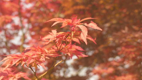 Close-up of maple tree