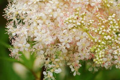 Close-up of cherry blossoms in spring