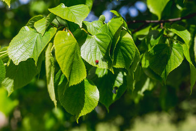 Close-up of fresh green leaves on plant