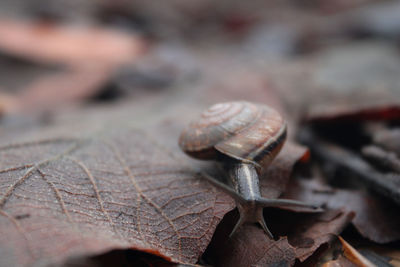 Close-up of snail on dry leaves