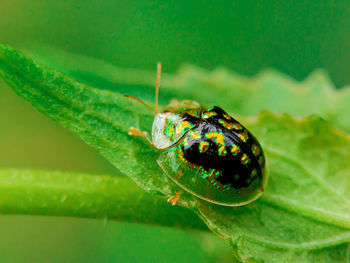 Close-up of insect on leaf