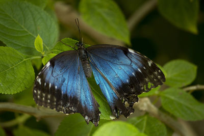 Close-up of butterfly on plant