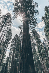 Low angle view of trees against sky