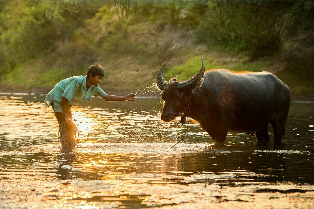 animal themes, mammal, domestic animals, standing, two animals, livestock, full length, water, walking, horse, side view, togetherness, one animal, field, herbivorous, nature, day, outdoors