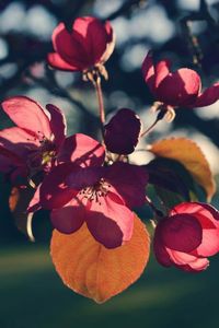 Close-up of red flowers