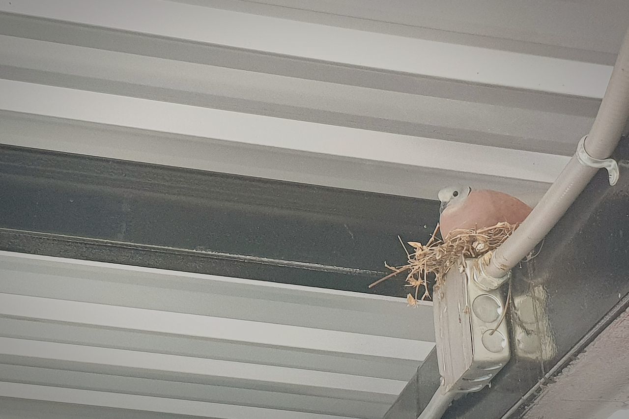 HIGH ANGLE VIEW OF A BIRD