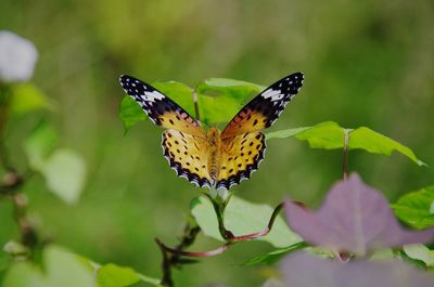 Close-up of butterfly pollinating on flower