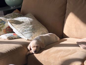 Close-up of puppy relaxing on sofa at home