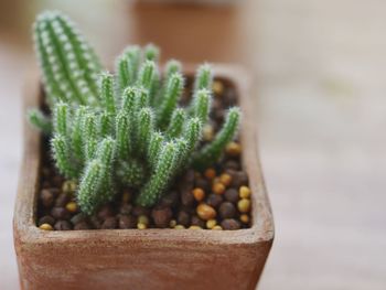 Close-up of cactus