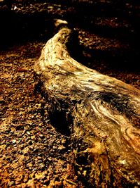 Close-up of driftwood on dirt road