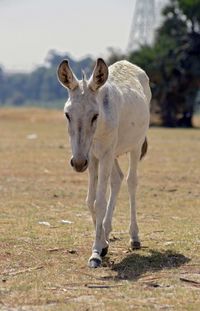 Portrait of donkey standing on field