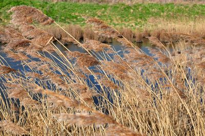 Scenic view of rural landscape