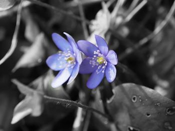 Close-up of purple flowers blooming outdoors