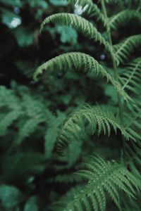 Green fern in the forest 