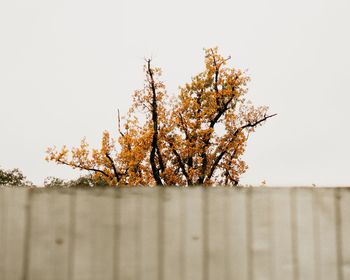 Tree against clear sky