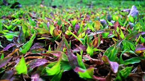 Close-up of fresh green plants