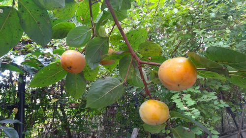 Apples growing on tree