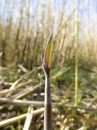 Close-up of plant against blurred background