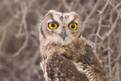 Close-up portrait of a owl