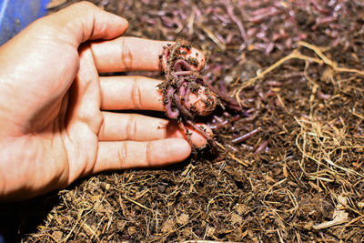 Cropped image of hand holding spider