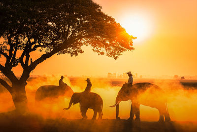 Men riding elephants during sunset