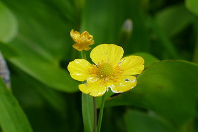 Close-up of yellow flowering plant