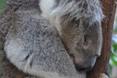 Close-up of koala