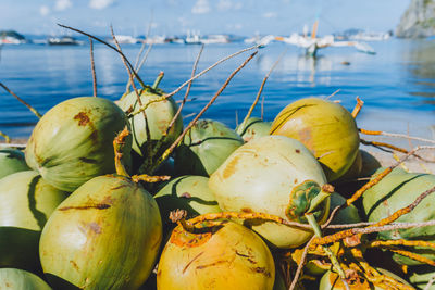 Close-up of fruits growing on land