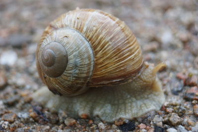 Close-up of snail