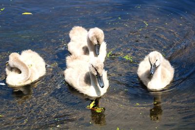 View of swans swimming in lake