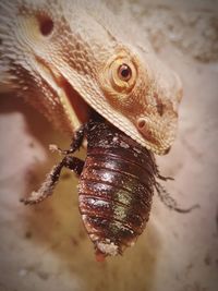 Close-up of a lizard