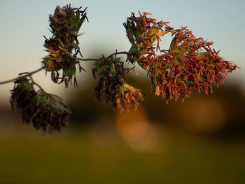 Close-up of flowering plant against sky