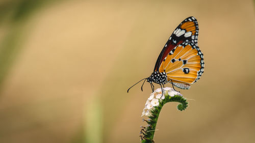 Butterfly on leaf