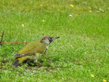 Bird on field