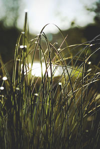 Close-up of crops growing on field