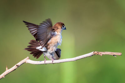 Close-up of bird perching on branch