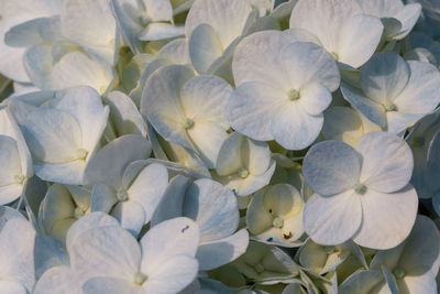 Close-up of white flowering plants