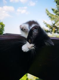 Close-up of a cat