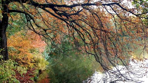 Bare trees in forest during autumn